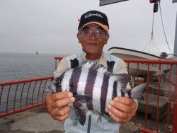 平磯海づり公園　投げ釣りでイシダイ31cm