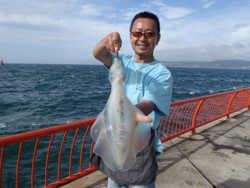 神戸市立平磯海づり公園　連日キロオーバーアオリイカ