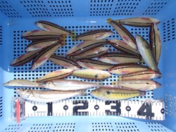 神戸市立須磨海づり公園　ベラ好反応