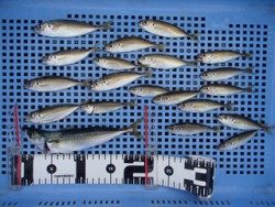 神戸市立平磯海づり公園　サビキで良型サバも