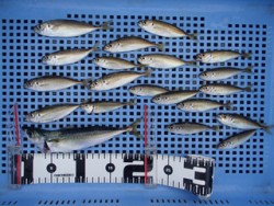 神戸市立平磯海づり公園　サビキで良型サバも…