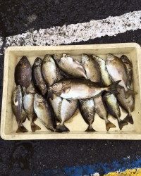 和歌山マリーナシティ海釣り公園 投稿