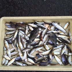 アジ100尾 ！雨の和歌山マリーナシティ海釣り公園