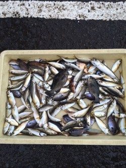 アジ100尾 ！雨の和歌山マリーナシティ海釣り公園