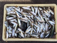 和歌山マリーナシティ海釣り公園　サビキでアジ250匹！