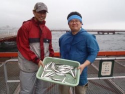 神戸市立須磨海づり公園　サビキでイワシ