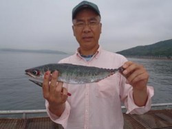 ミノーでサバ★神戸市立須磨海づり公園