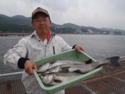 須磨海釣り公園　シラサエビでハネ3尾