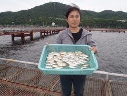 神戸市立須磨海づり公園　サビキでアジ