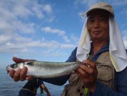 神戸市立須磨海づり公園　サバ39.5cm