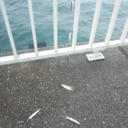 サビキでウルメイワシ&豆アジ