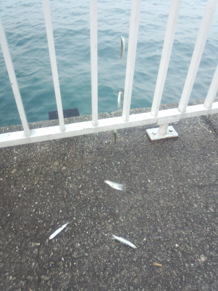 サビキでウルメイワシ&豆アジ