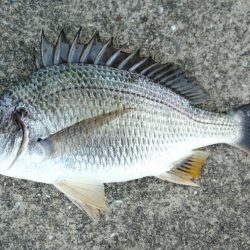 初落とし込み釣果