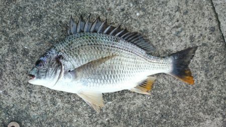 初落とし込み釣果