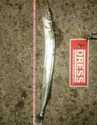 アジングなのに