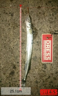 アジングなのに