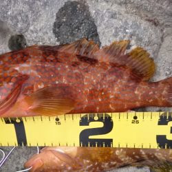 本命じゃないけど…