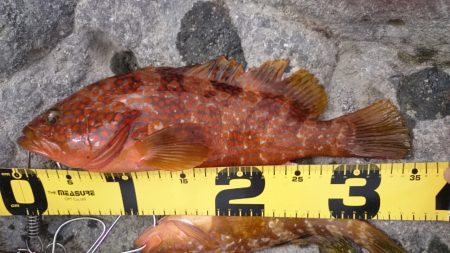 本命じゃないけど…