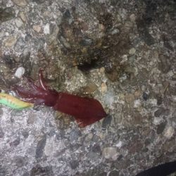 ケンサキ釣れました！