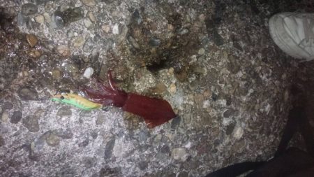 ケンサキ釣れました！