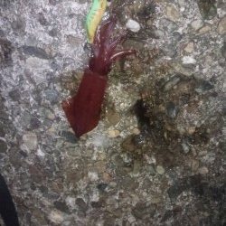 ケンサキ釣れました！