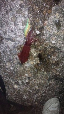 ケンサキ釣れました！