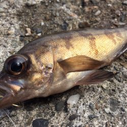 今日は全く釣れませんでした(´д｀|||)