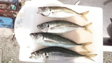 あれは一体……………………。