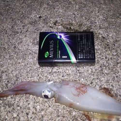 今年初のイカー！