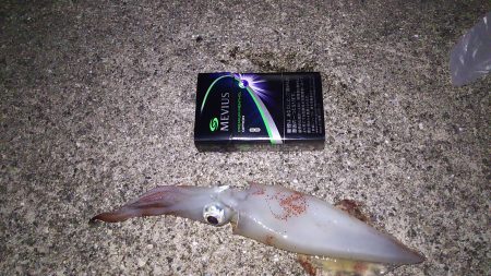 今年初のイカー！