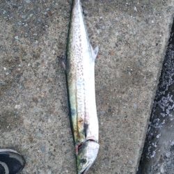 青物時合いは短し