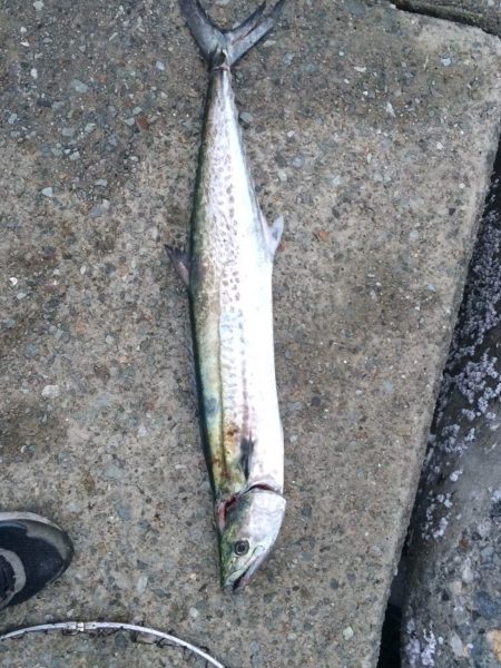 青物時合いは短し