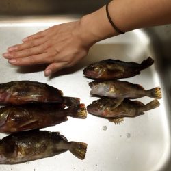 今日はおいしく頂けそう(^_^)