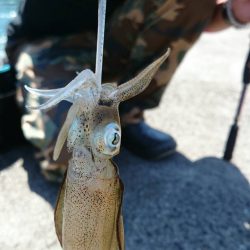 台風前の アオリイカ新子釣り