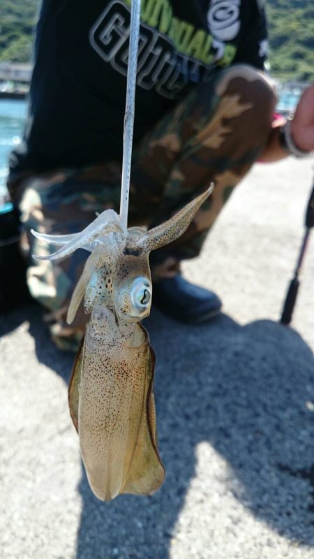 台風前の アオリイカ新子釣り