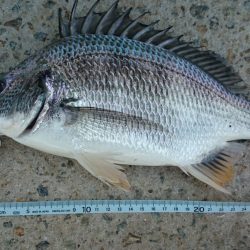 落とし込み釣果