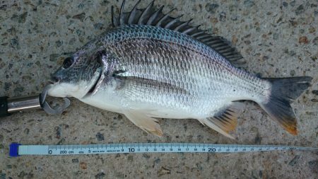 落とし込み釣果