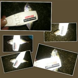 久しぶりのアジング