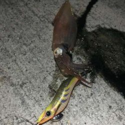 ケンサキ旨い！