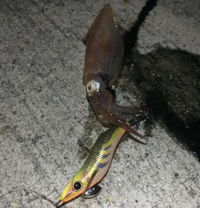 ケンサキ旨い！