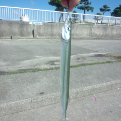 33cmを頭に良型サヨリ18匹