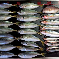 サビキ好調です！