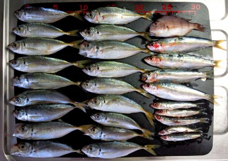 サビキ好調です！