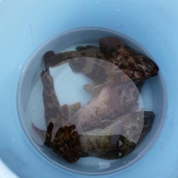 ロックフイッシュ