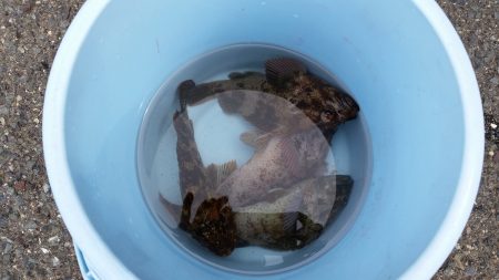 ロックフイッシュ