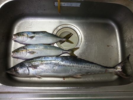 泉南青物調査！