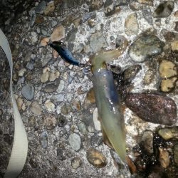 ケンサキエギング