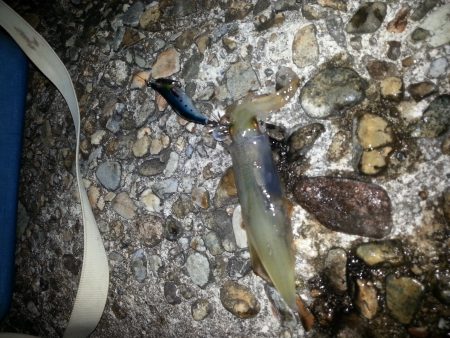 ケンサキエギング