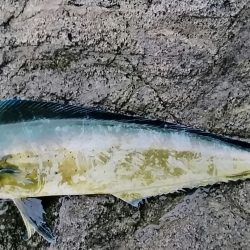 久しぶりに！シイラ