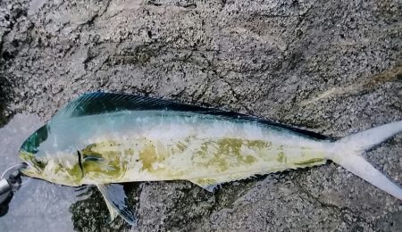 久しぶりに！シイラ